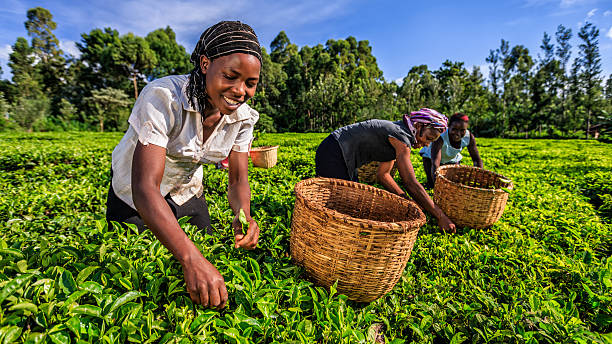 African women plucking tea leaves on plantation in Kenya, Africa.